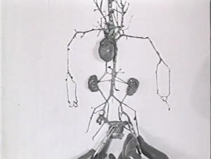 Screen shot from Circulatory System